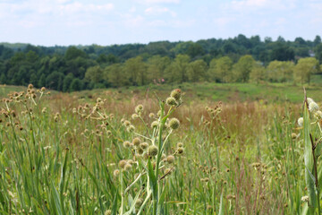 meadow with flowers