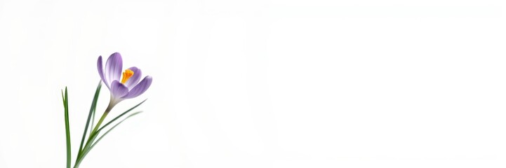 Fototapeta premium Purple crocus flower with a serene mood blooming against a minimalist background