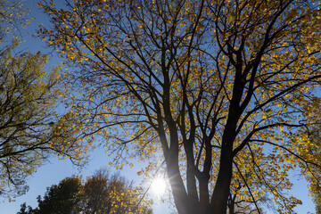 yellow maple foliage against a blue sky in sunny autumn weather