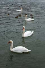 Three swans on the lake. Graceful white Swans swimming in the lake, swans in the wild. Flock of white swans in the calm water.