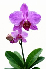 Obraz premium Exotic jungle orchid, purple petals, lush foliage Isolated on white background , flower, jungle, botany
