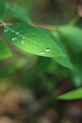 water drops on leaf