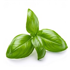 Perfect basil leaves with vibrant green color, isolated on a white background