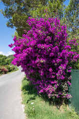 Bougainvilliers glagre au bord de la route