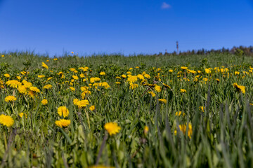 blooming yellow dandelions in the spring in the field