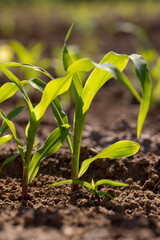 a monocultural field with fresh corn sprouts in fertile soil with fertilizers
