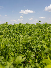 green vegetation in the field for feeding cows and farm animals