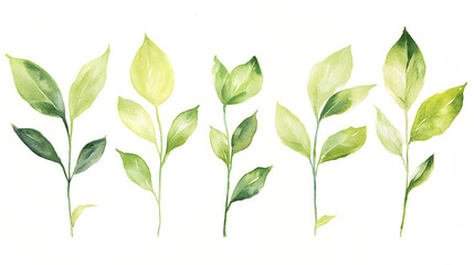 Watercolor Green Leaves Botanical Illustrations Five Sprigs of Greenery for Design Projects
