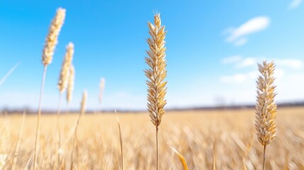 Fototapeta premium Golden wheat stalks in sunny field, clear blue sky. Use Agriculture website