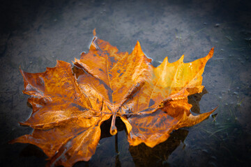 yellow maple leaf