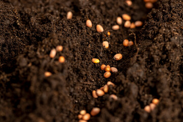 seeds of the same radish variety sown in fertile soil