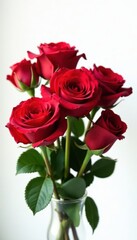 Fototapeta premium Luxurious red roses bouquet, pristine white background , vibrant, nature