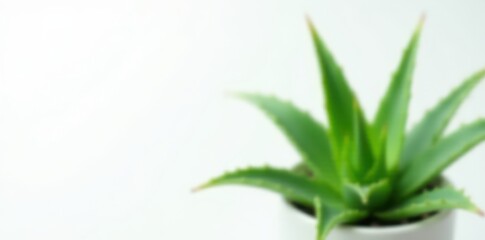 Fototapeta premium Single aloe vera plant, leaves splayed, white backdrop , leaves, beauty