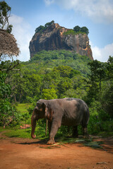 Elephant near Sigiriya Rock, Sri Lanka, Asia	