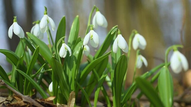 Beautiful snowdrop flowers blooming in early spring