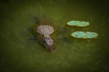 Crocodile resting in the water channel of Sigiriya Fortress, Sri Lanka, Asia	