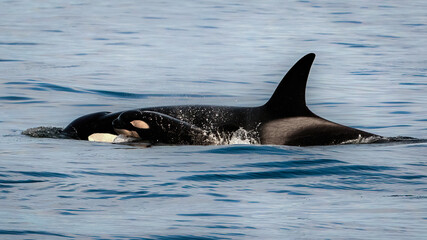 Fototapeta premium Orca baby and mom swimming