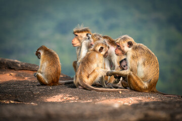 Tonque macaque sitting on Pidurangala rock, Sri Lanka. The toque macaque Macaca sinica is a reddish-brown-coloured Old World monkey endemic to Sri Lanka	