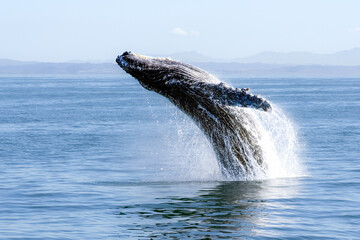 humpback whale breaching