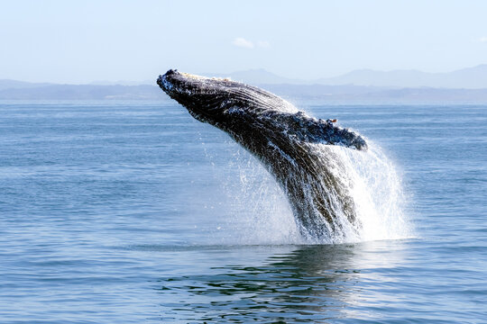 humpback whale breaching
