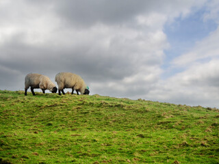 Wool sheep grazing on a hillside. The sky is cloudy and the grass is green. The sheep are eating...