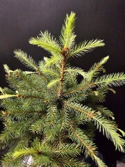 Fototapeta premium close up of fir tree