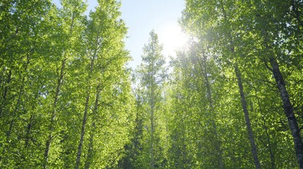 Lush green forest canopy sunlight