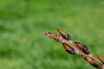 New buds growing on cottonwood tree. Natural remedy, medicinal plants, and spring season concept.