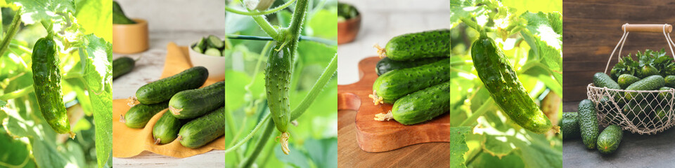 Collage of many ripe cucumbers