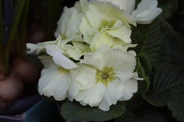 Sweden. Primula vulgaris, the common primrose, is a species of flowering plant in the family Primulaceae, native to Eurasia. 