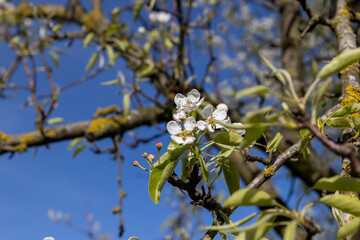 a pear blooming in May against a blue sky