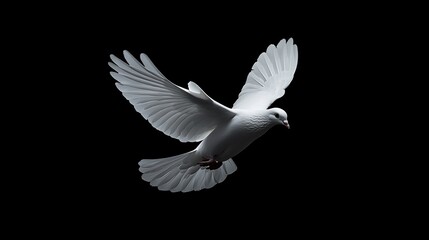 White dove in flight, black background, peace symbol, website banner