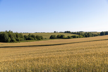 Fototapeta premium a wheat field with a new harvest of cereals at sunset