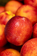 a small harvest of ripe washed nectarines in drops