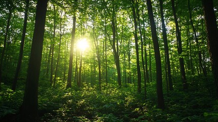 Fototapeta premium Lush Forest Light Break with Sun Rays Streaming Through Trees Creating A Serene Atmosphere : Generative AI