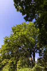 a park with lots of maple trees with green foliage in late summer