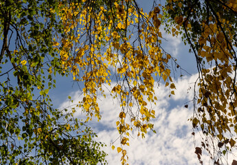 deciduous birch trees in the park at the end of summer