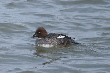Goldeneye Hen in iny bay