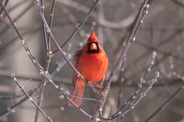 Northern CArdinals in winter
