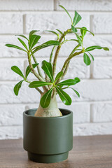 Adenium obesum plant (Desert Rose, Impala Lily, Mock Azalea) which looks like a miniature baobab in bottle green pot