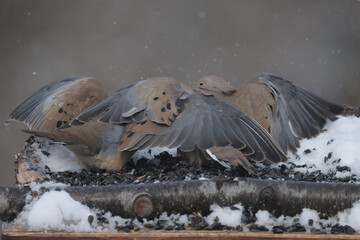 Blue Jays and Mourning Doves in winter