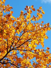 Vibrant Autumn Leaves Against a Clear Blue Sky Creating a Stunning Nature Scene : Generative AI