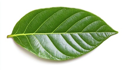 Obraz premium A vibrant green leaf showcasing intricate veins and a smooth texture, symbolizing nature and growth.