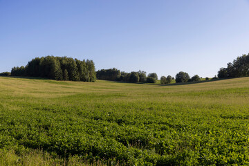 a field with valuable plants for feeding farm animals