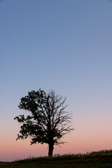 Obraz premium a half withered tree grows on a hill near sunset