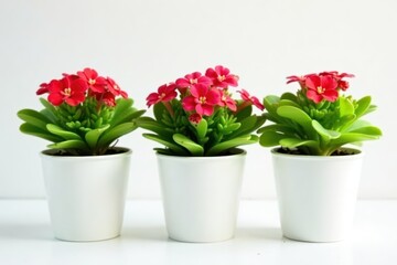 Fototapeta premium Three small kalanchoe plants in white pots against a white backdrop , plant photography, macro photography