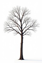 Obraz premium A single tree with bare branches stands against a bright white background , clean, solo, tree alone