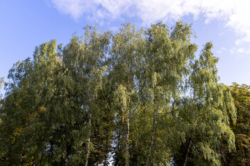 deciduous birch trees in the park at the end of summer