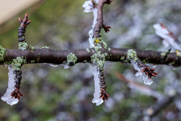 he first buds on a cherry branch covered in ice