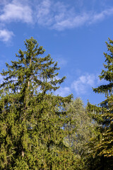 different types of deciduous trees in the park at the end of summer